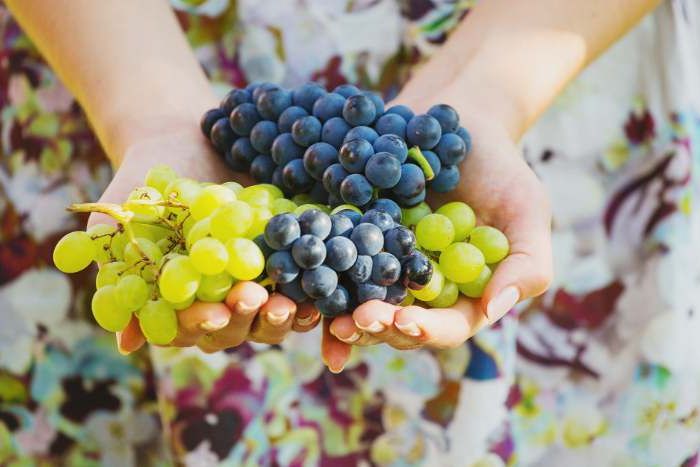 verschiedene Weinsorten in Hand